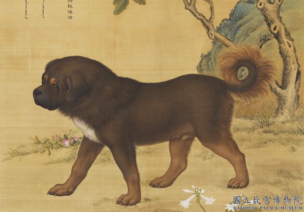 清郎世寧畫十駿犬蒼猊犬　軸